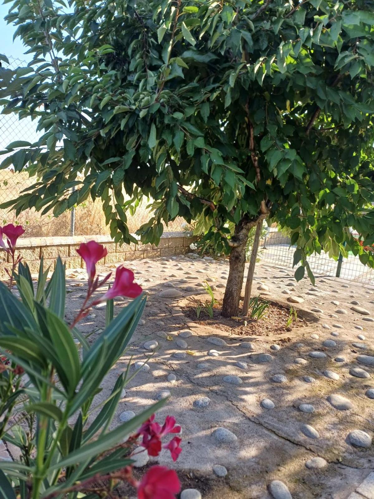 El Almendro Del Cura Villa Villarmayor  Buitenkant foto