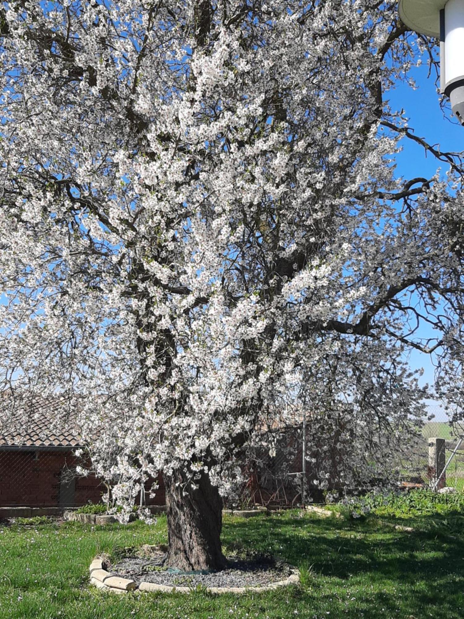 El Almendro Del Cura Villa Villarmayor  Buitenkant foto